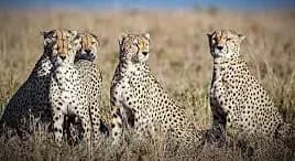 बोत्सवाना से 28 फरवरी को मध्यप्रदेश आएंगे 8 चीते, असम से लाए जाएंगे जंगली भैंसे