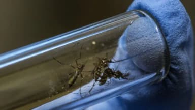 हर हफ्ते 3 करोड़ मच्छर तैयार होते हैं; जानें इन्हें क्यों जंगलों में छोड़ा जा रहा