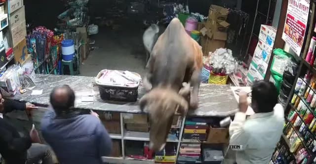 काउंटर फांदकर दुकान में जा घुसा सांड, जान बचाकर भागे लोग
