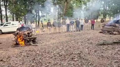 टाइगर और भालुओं के बीच संघर्ष की आशंका