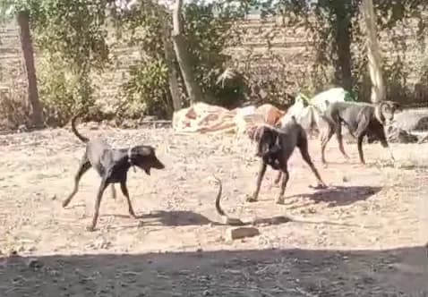 3 पालतू डॉग ने नाग को मारा; नाग-नागिन ने डॉग की मां की ली थी जान