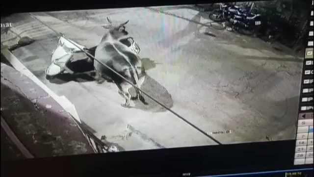 घर से स्कूटी गायब हुई तो मचा हड़कंप, CCTV देखा तो गाय निकली ‘मुजरिम’