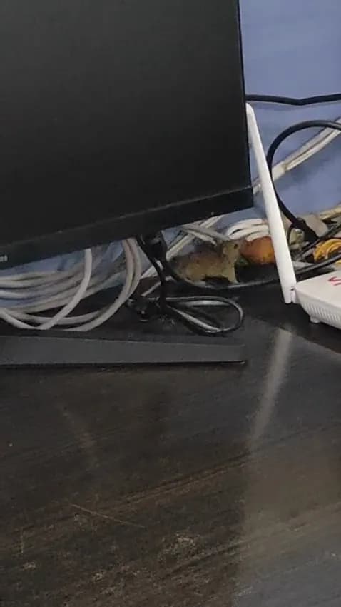 खतरे में 40 नवजातों की जान, इंदौर में चूहों के कुतरने से दो मासूमों की हुई थी मौत