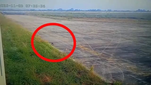 CCTV में दिखी हरकत से मचा हड़कंप, जांच में पता चला जंगली बिल्ली थी