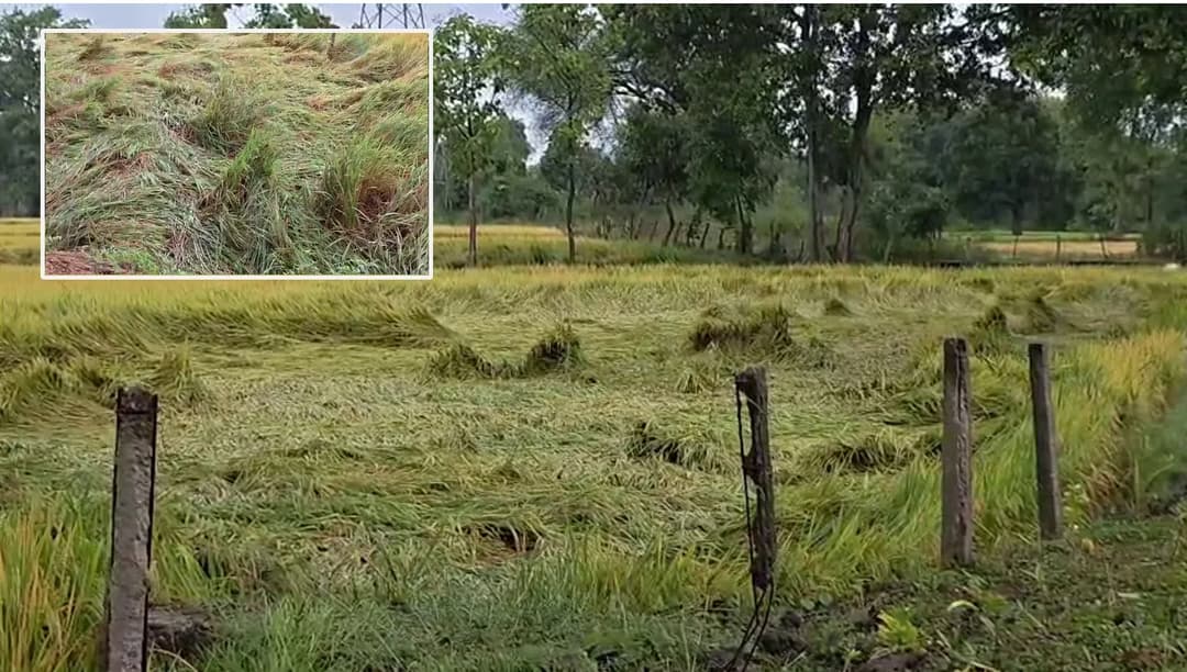कांकेर में बेमौसम बारिश से धान की फसल को नुकसान की आशंका, किसानों ने मांगा मुआवजा।