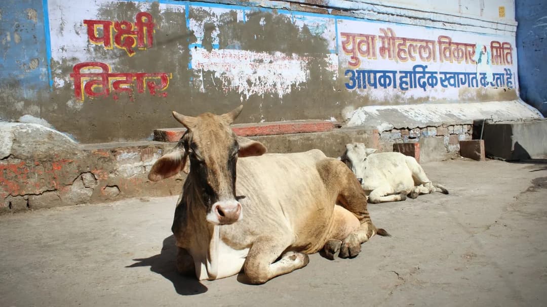 गाय काटने पर गुजरात में 3 लोगों को उम्रकैद