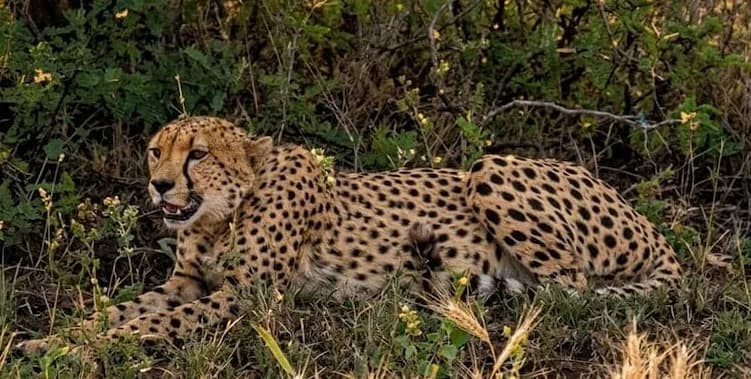 कूनो के बाहर मादा चीते को मारी गोली, 19 माह की निरवा की शावक की मौत