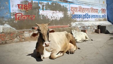 जज ने मनुस्मृति और वेदों का हवाला दिया, कहा- गौमाता में देवी-देवताओं का वास