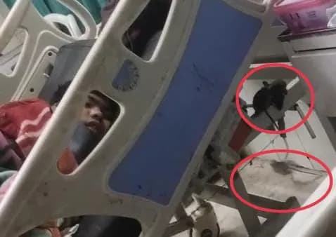 विक्टोरिया हॉस्पिटल के वार्ड में चूहों का आतंक, मरीजों और परिजनों में डर का माहौल