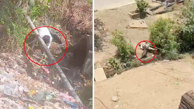 महिला सहित 4 घायल, वन विभाग की टीम मौके पर पहुंची; हमले का लाइव वीडियो आया सामने