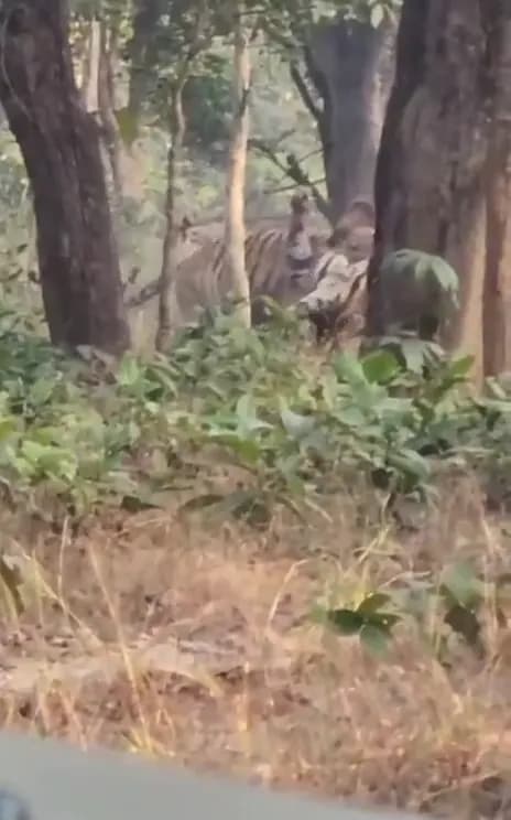 सफारी पर गए पर्यटकों ने देखा ‘टाइगर वॉर’, सोशल मीडिया पर वायरल हुआ VIDEO