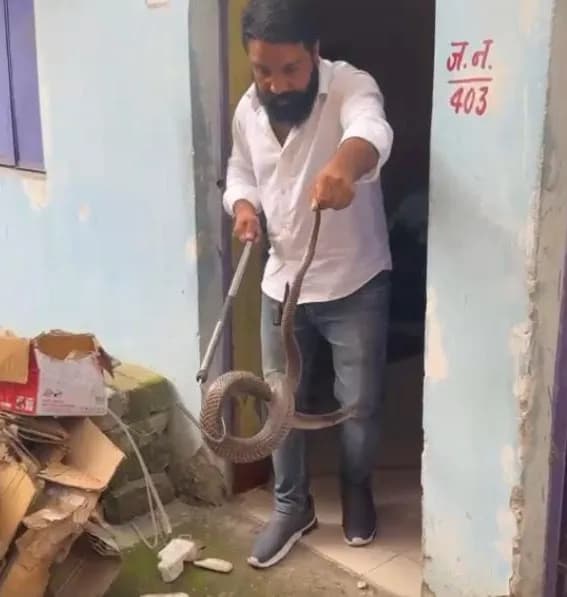स्टोर रूम में सामान हटाने पर 6 फीट का कोबरा दिखा, एक घंटे में सुरक्षित रेस्क्यू