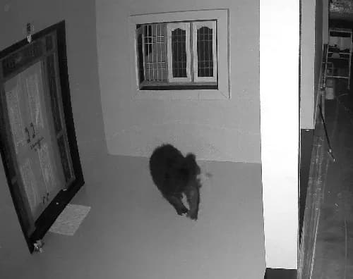 घर के आंगन में घूमकर खिड़की खोलने की कोशिश की; CCTV फुटेज वायरल, ग्रामीणों में दहशत