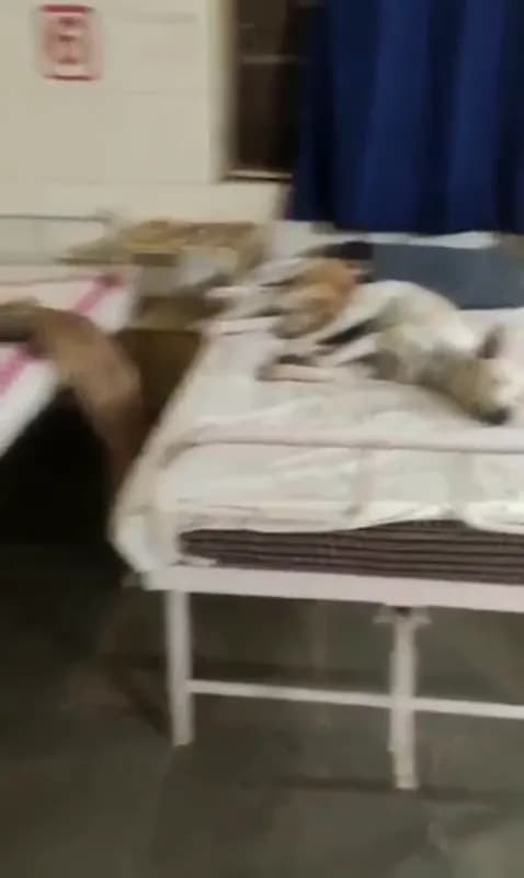 खंडवा के किल्लोद का वीडियो वायरल