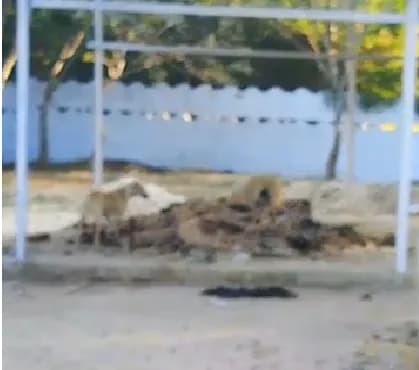 आवारा कुत्ते जले हुए शव को नोचते दिखे, VIDEO वायरल; स्थानीय लोगों में आक्रोश