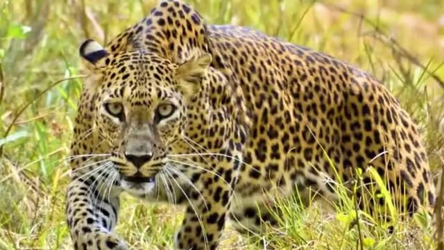 बड़वाह के वाटर प्लांट में कुत्ते का किया शिकार, CCTV फुटेज आया सामने