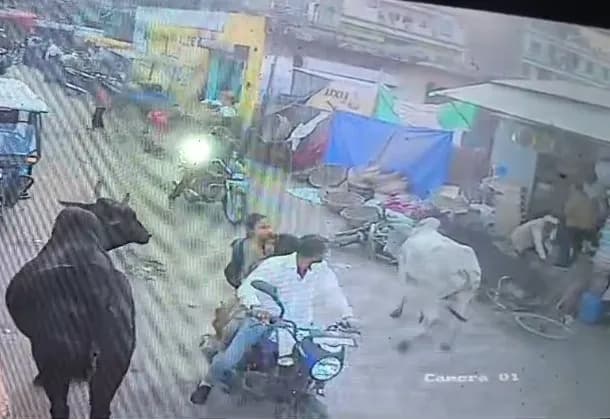 अंबाह में सांड की टक्कर से बुजुर्ग की मौत, घटना CCTV में कैद