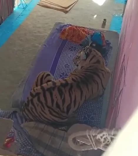 युवक पर हमला, घर में घुसे टाइगर का VIDEO VIRAL, पुलिस- वन विभाग सर्चिंग में जुटे