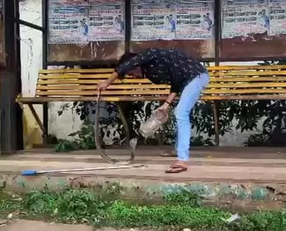 सर्प मित्र बॉबी को सांप ने डसा, मंडला में इलाज के दौरान तोड़ा दम