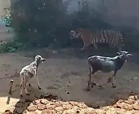 बेल्दी गांव में दहशत फैलाने वाले बाघ का रेस्क्यू; युवक और मवेशियों को घायल कर घर में घुसा था